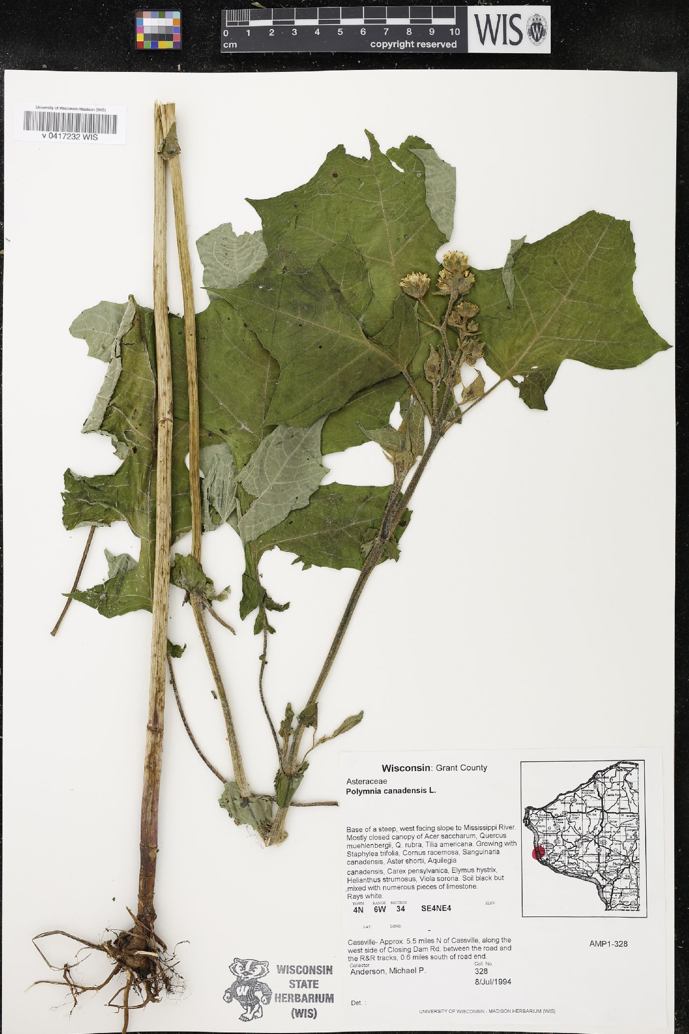 Polymnia canadensis image