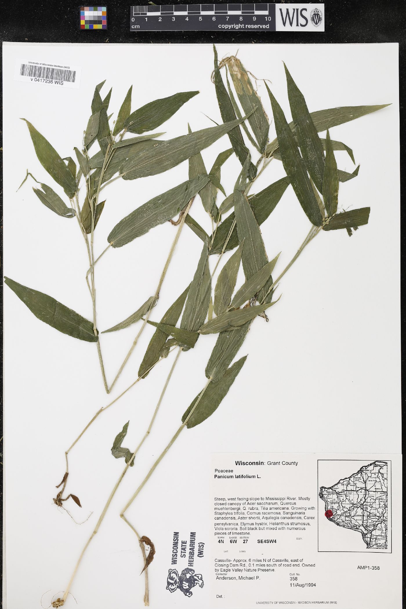 Dichanthelium latifolium image