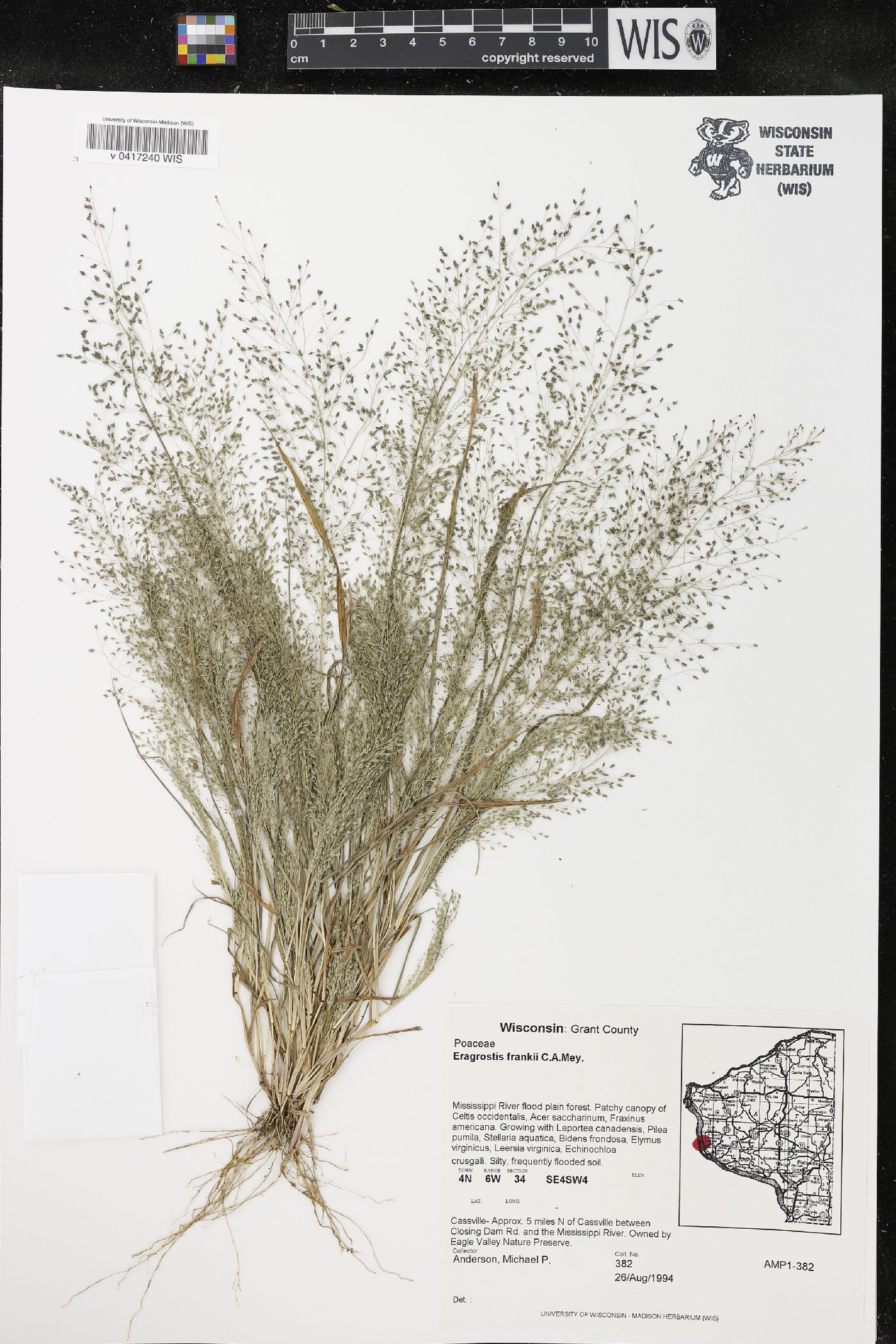 Eragrostis frankii image