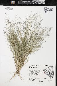 Eragrostis frankii image