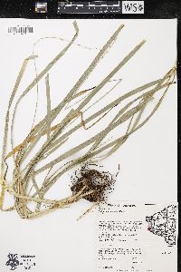 Carex sparganioides image