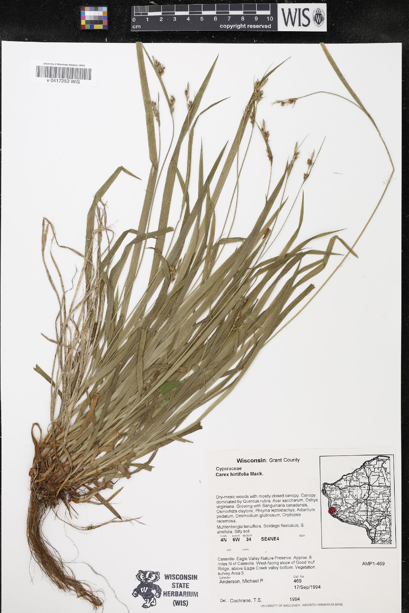 Carex hirtifolia image