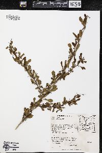 Berberis thunbergii image