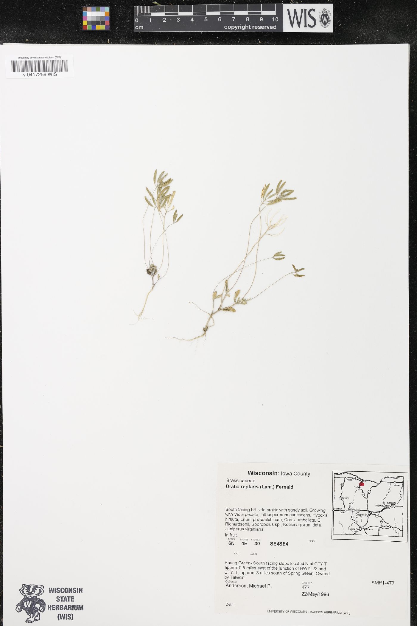 Draba reptans image