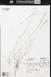 Aristida purpurascens image