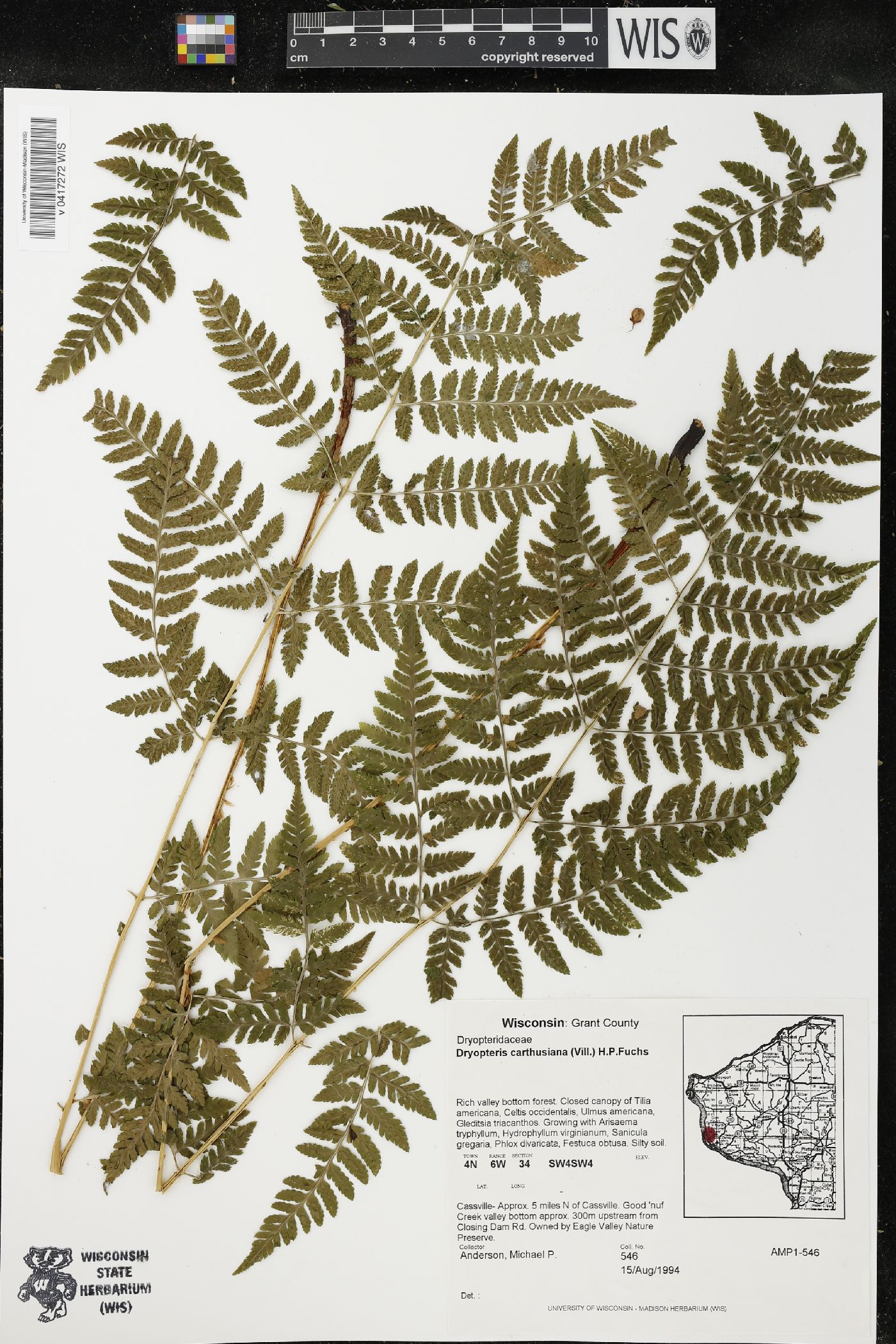 Dryopteris carthusiana image