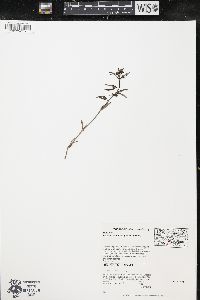 Hedyotis longifolia image