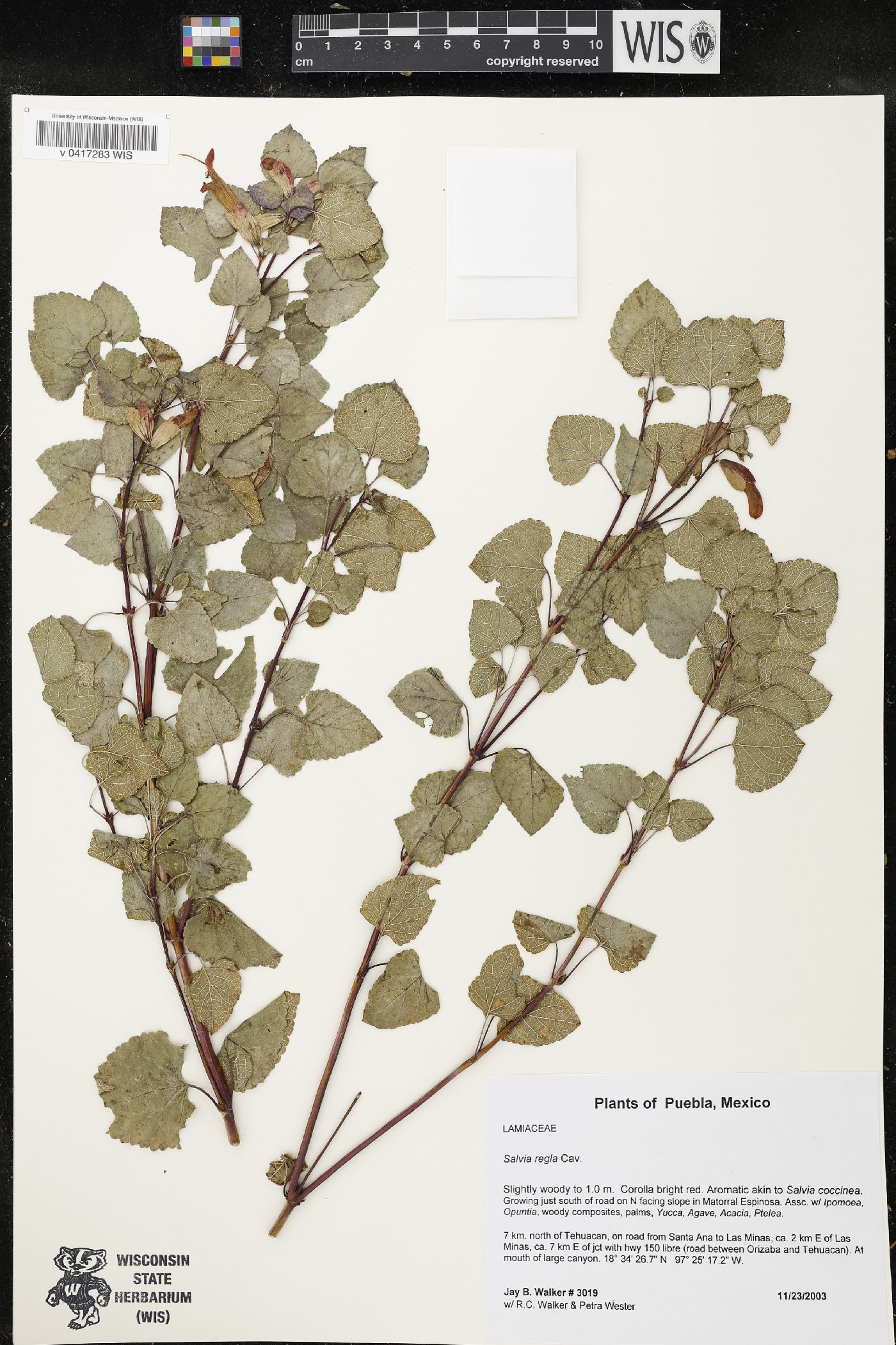 Salvia regla image