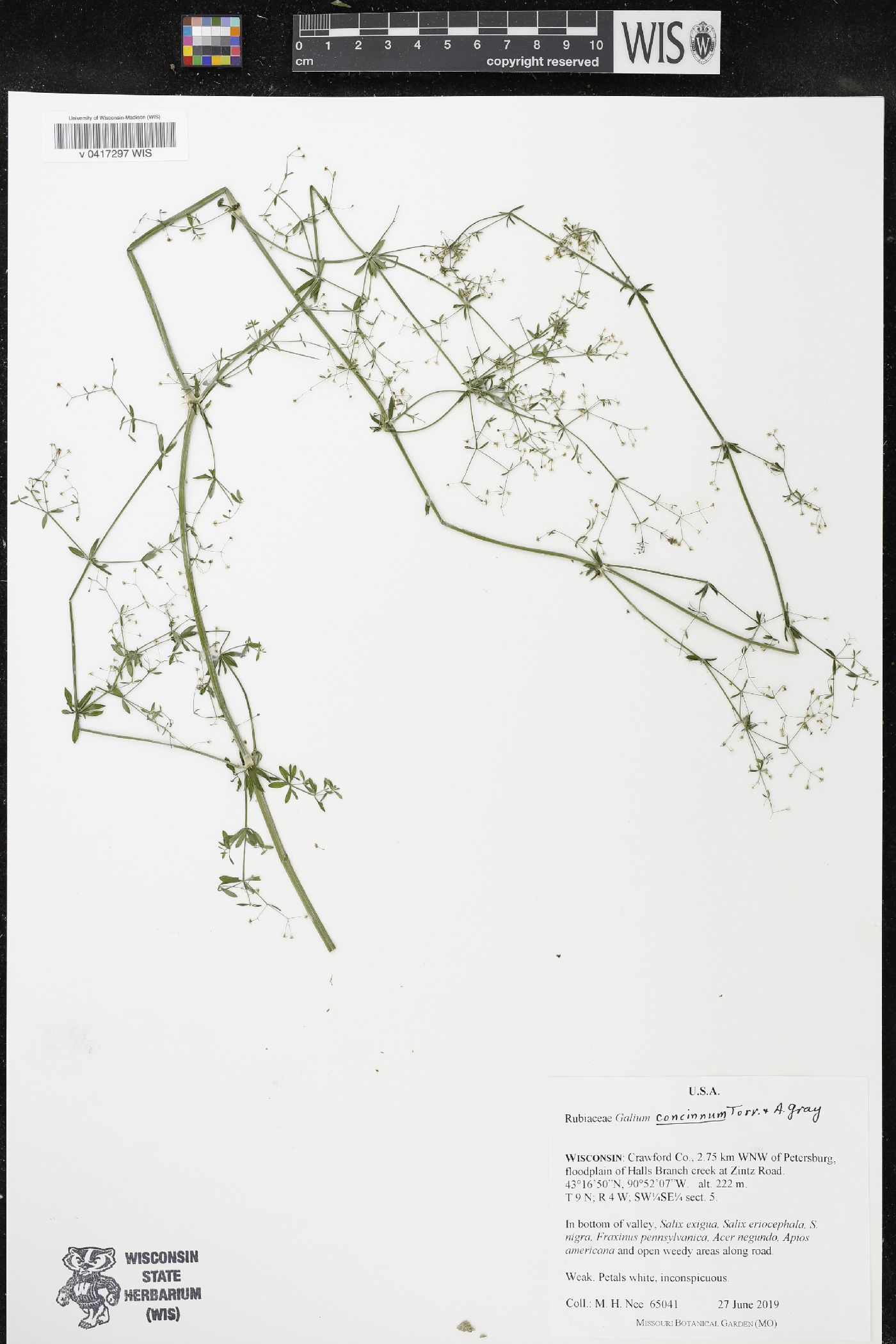 Galium concinnum image