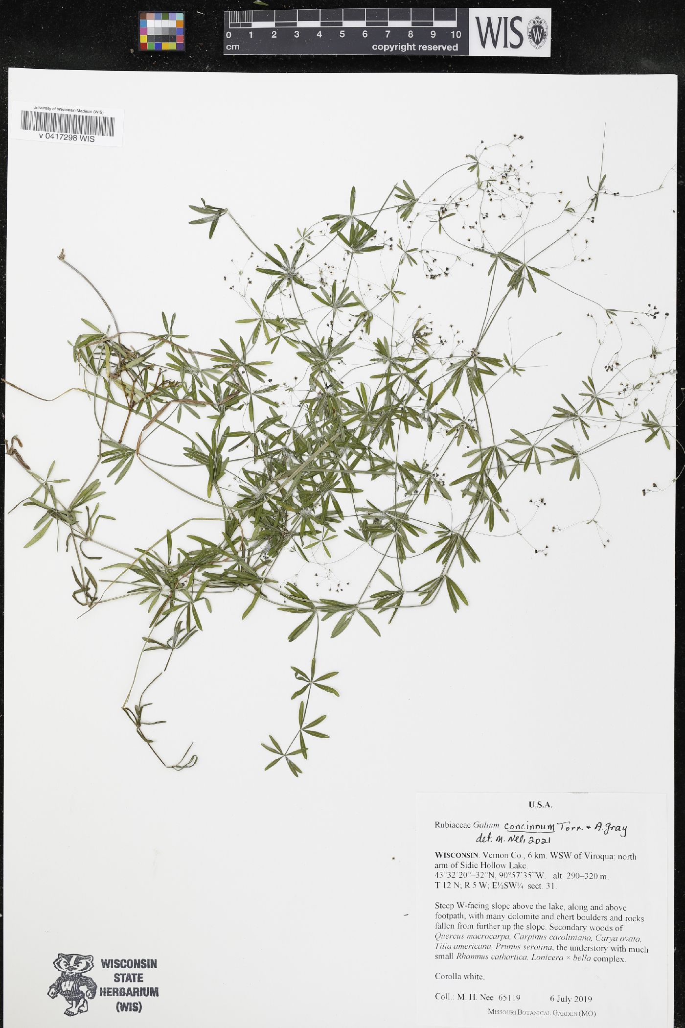 Galium concinnum image