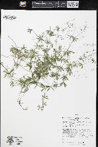 Galium concinnum image