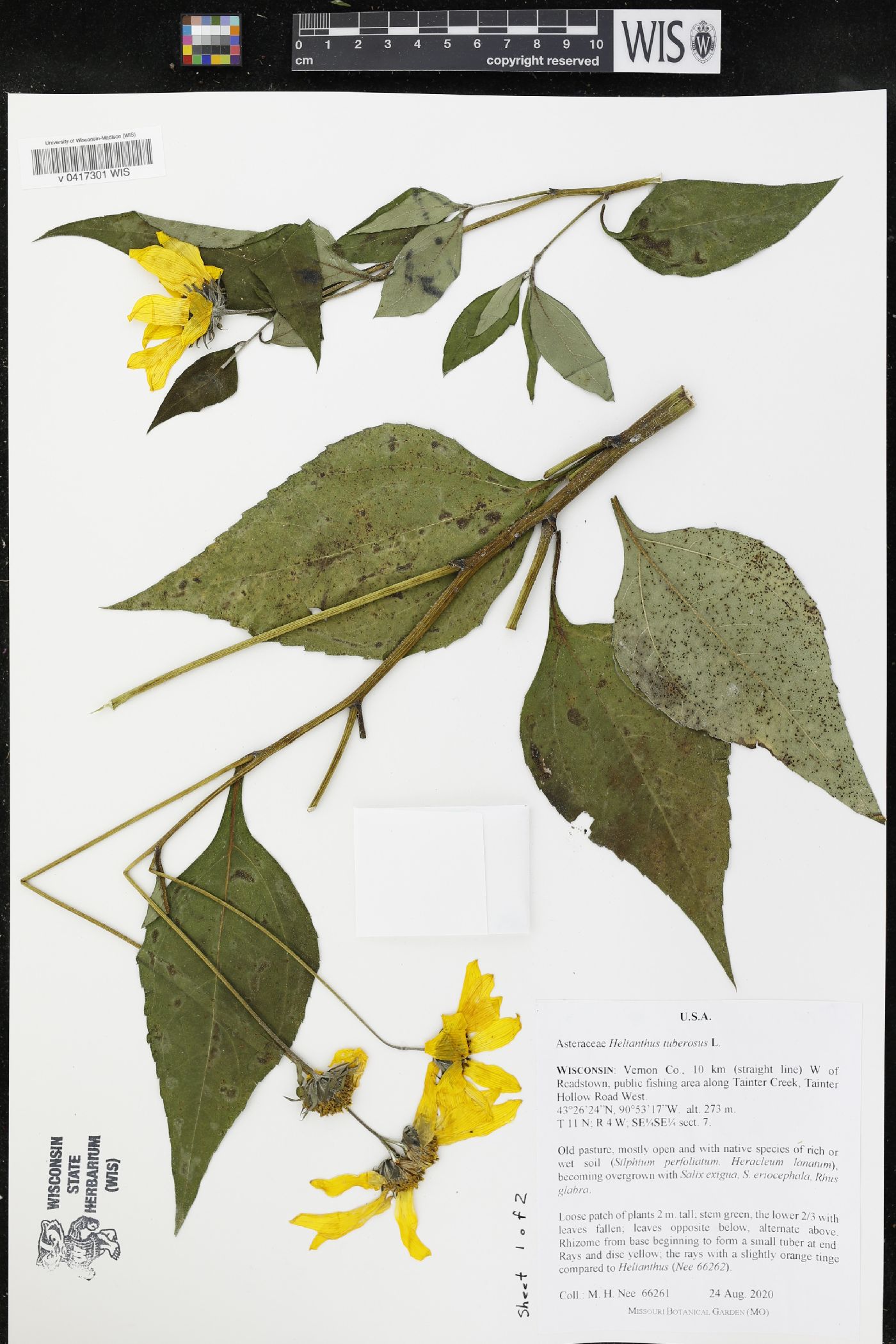 Helianthus tuberosus image