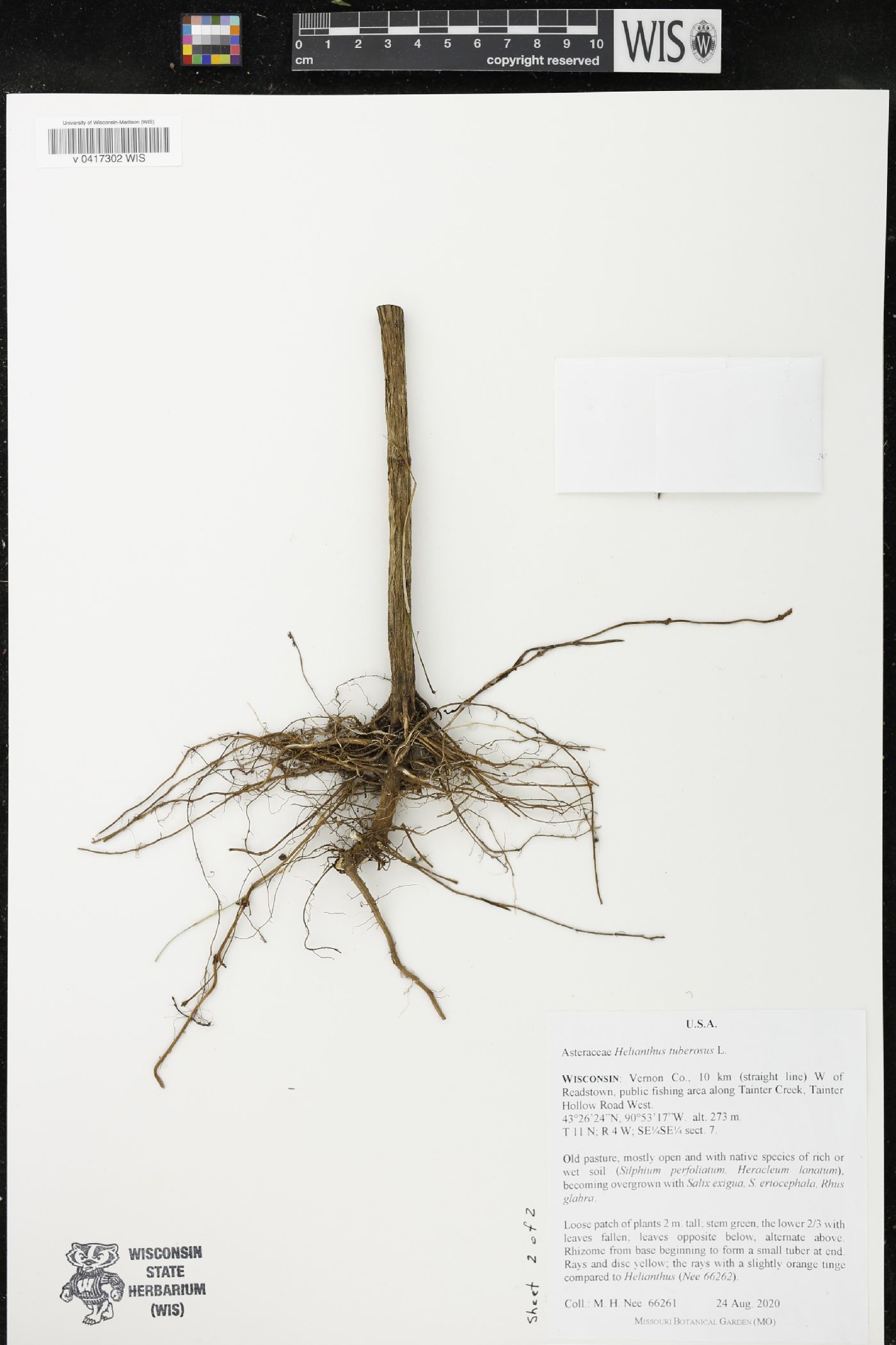 Helianthus tuberosus image