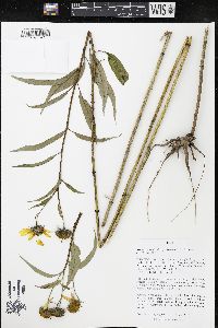 Helianthus grosseserratus image