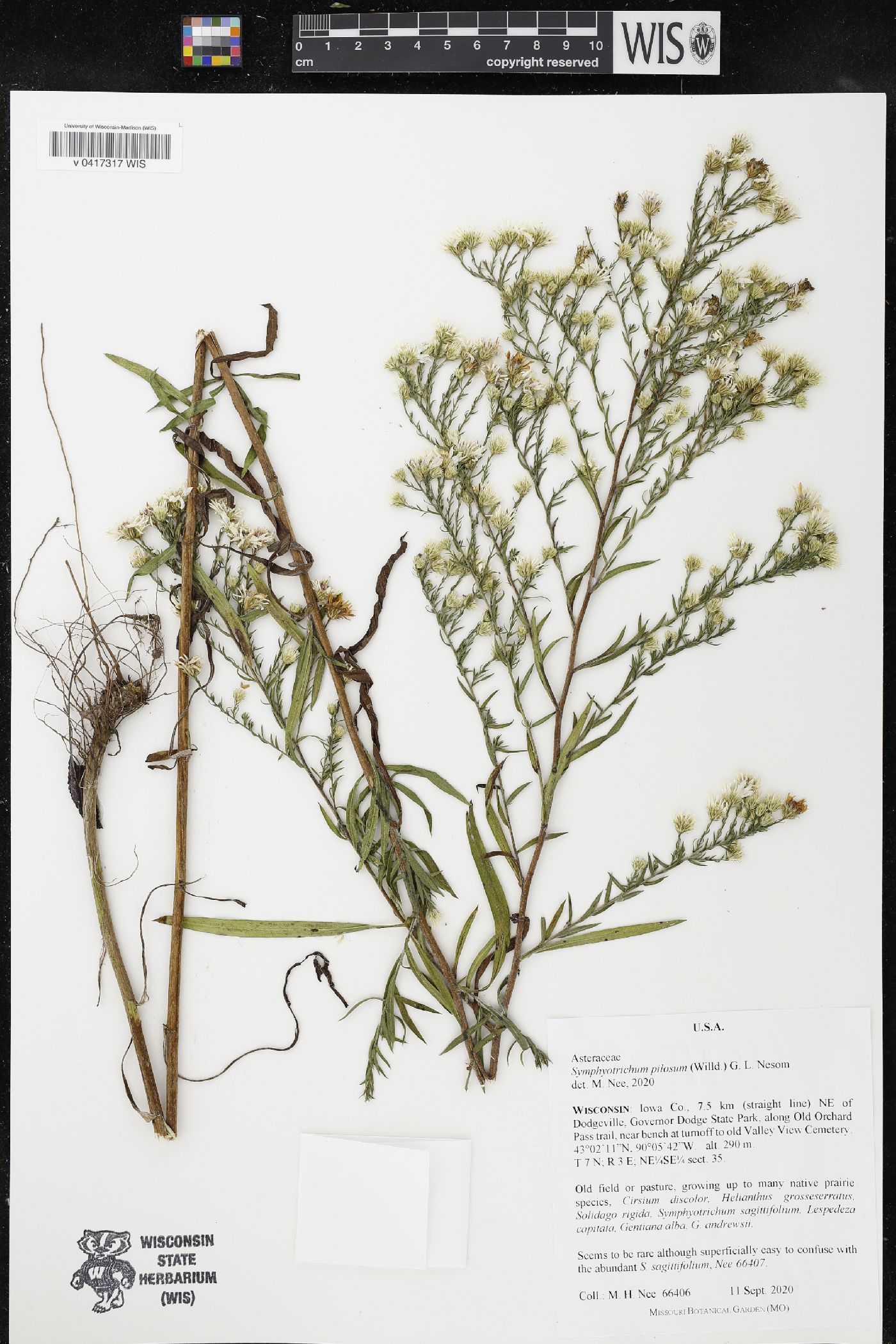Symphyotrichum pilosum image