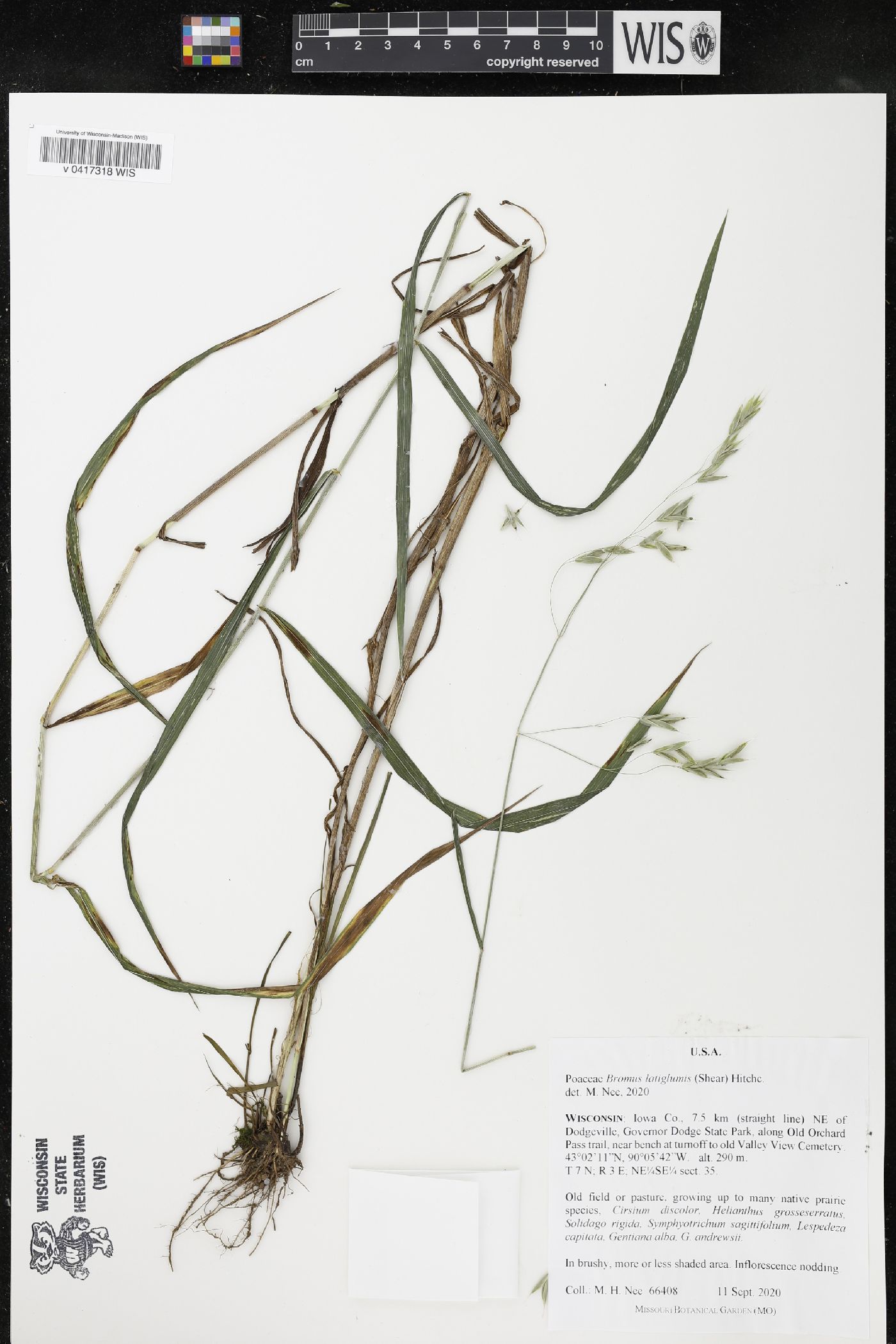 Bromus latiglumis image