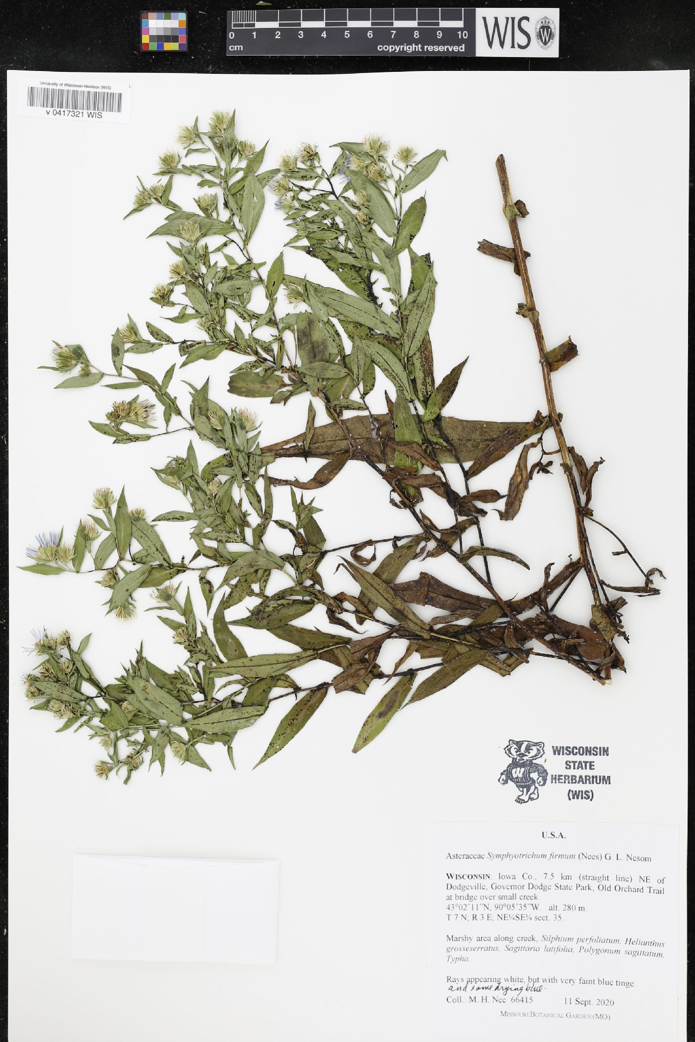 Symphyotrichum firmum image