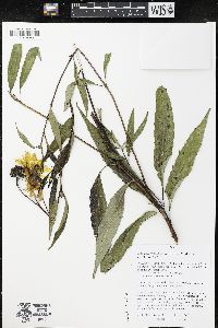 Helianthus grosseserratus image