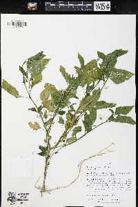 Solanum emulans image