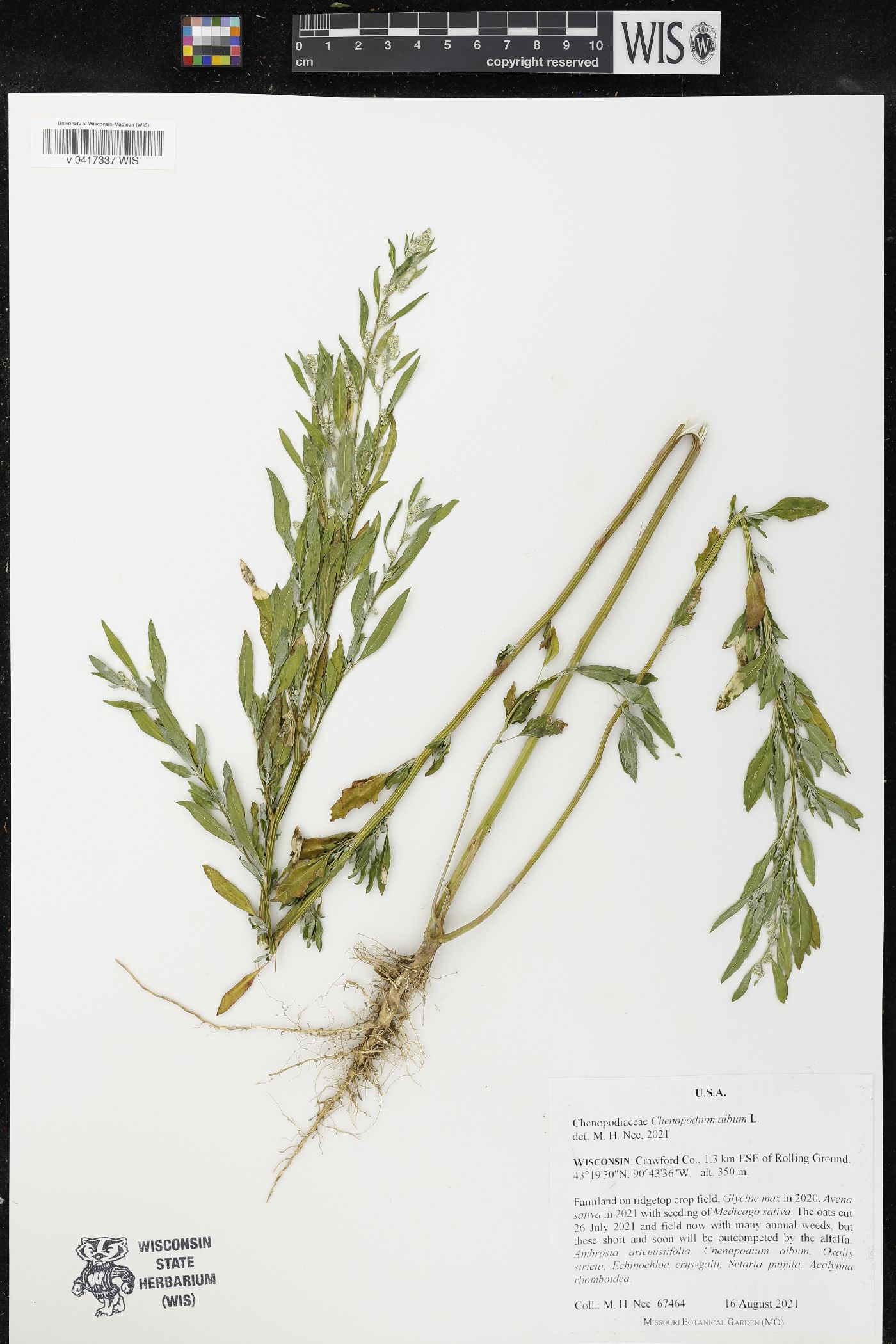 Chenopodium album image