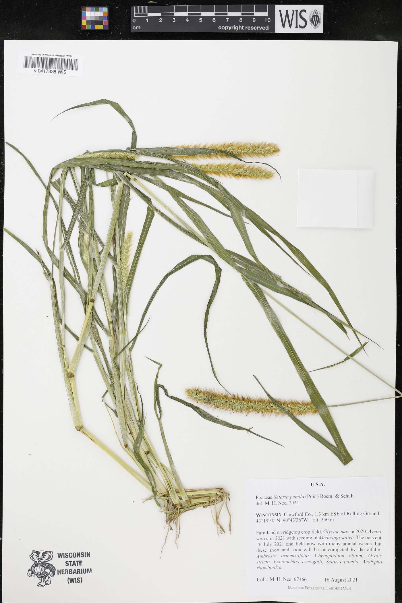 Setaria pumila image