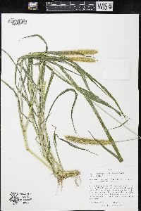 Setaria pumila image