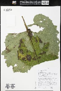 Arctium lappa image