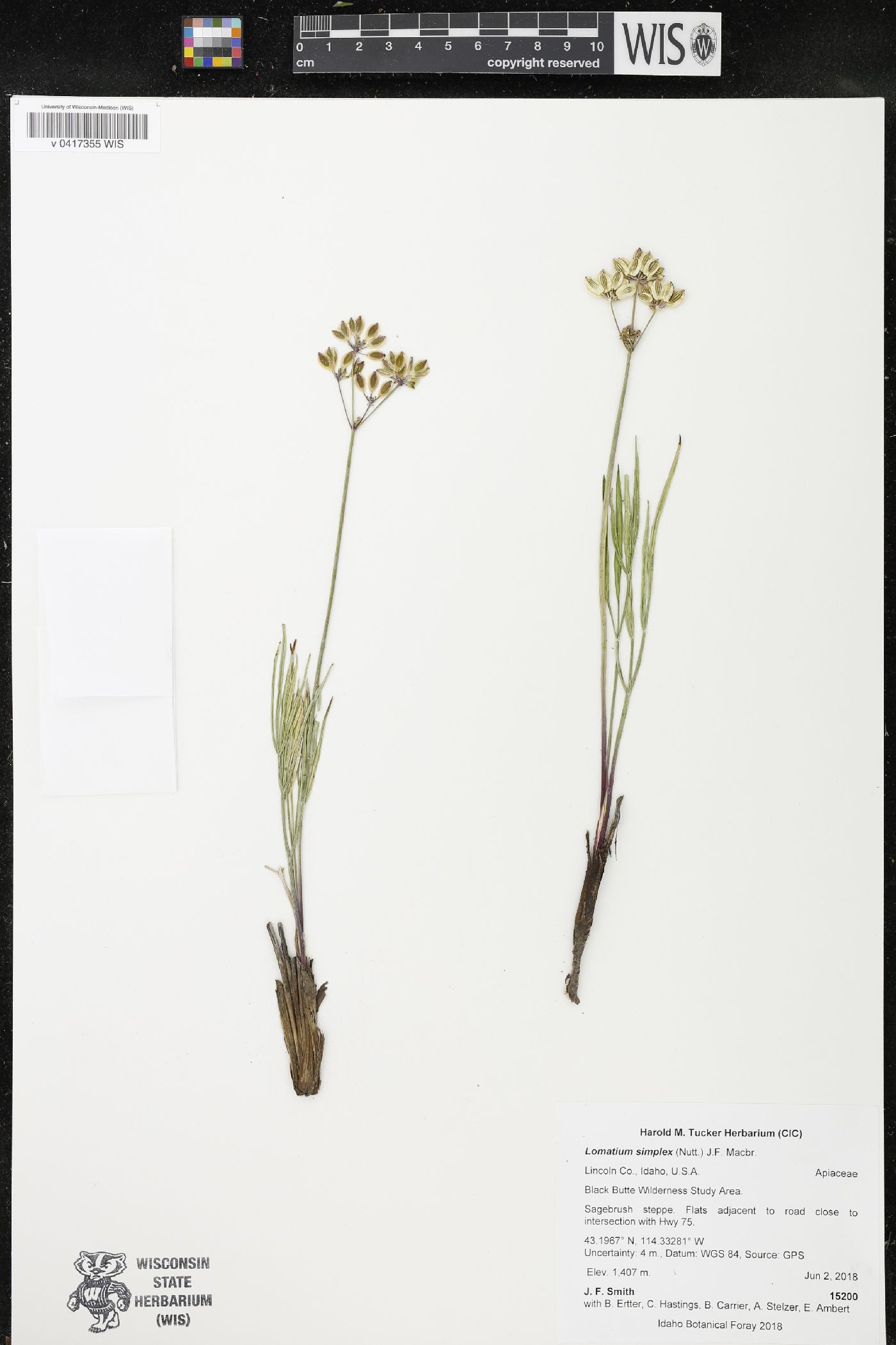 Lomatium simplex image