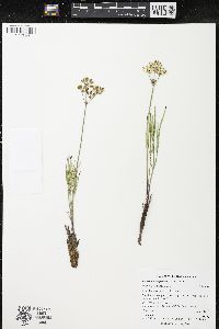 Lomatium simplex image