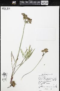 Lomatium simplex image