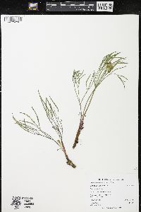 Lomatium simplex image