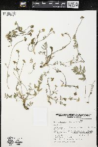Tauschia decumbens image