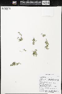Lemna trisulca image