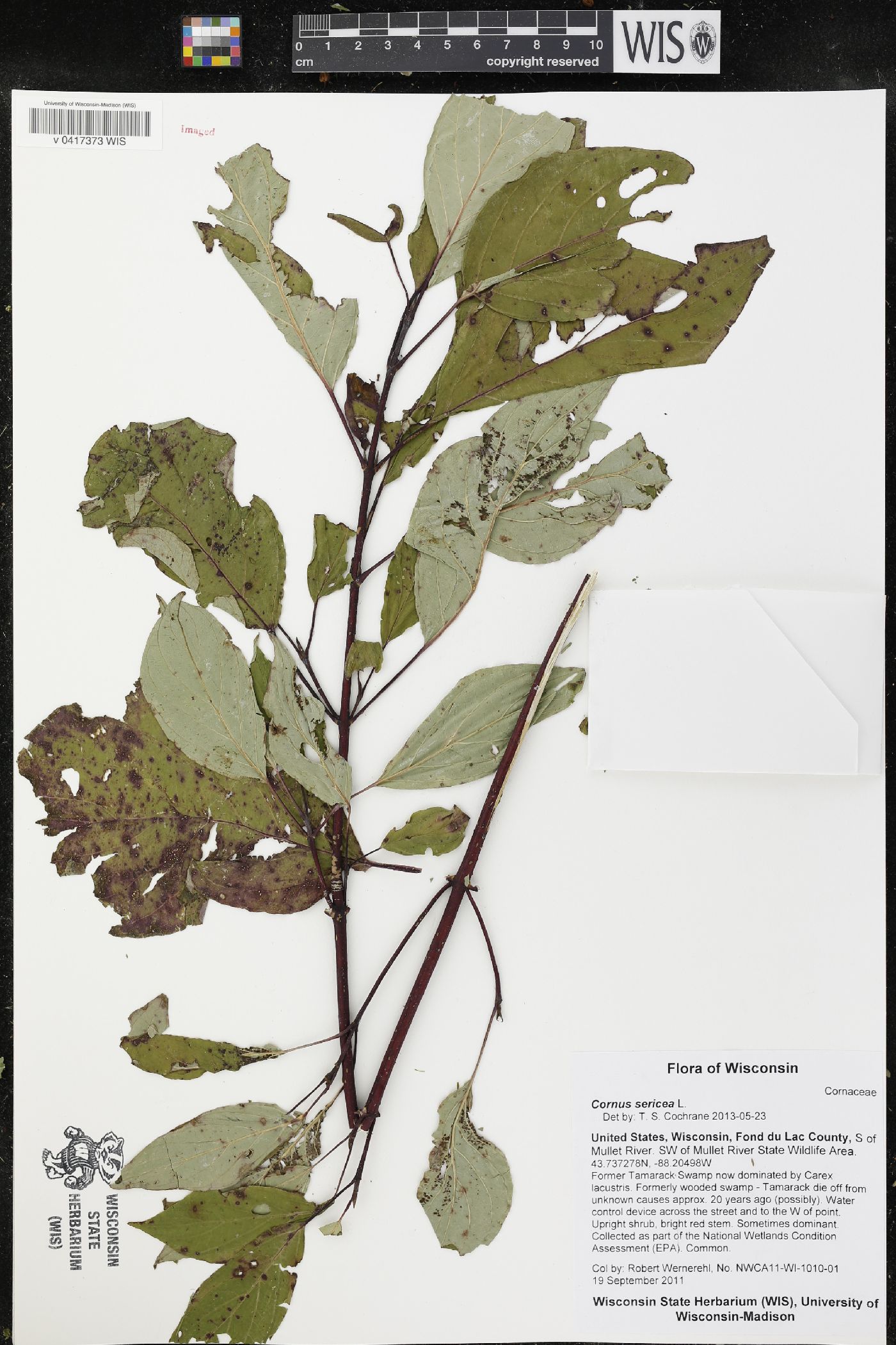 Cornus sericea image