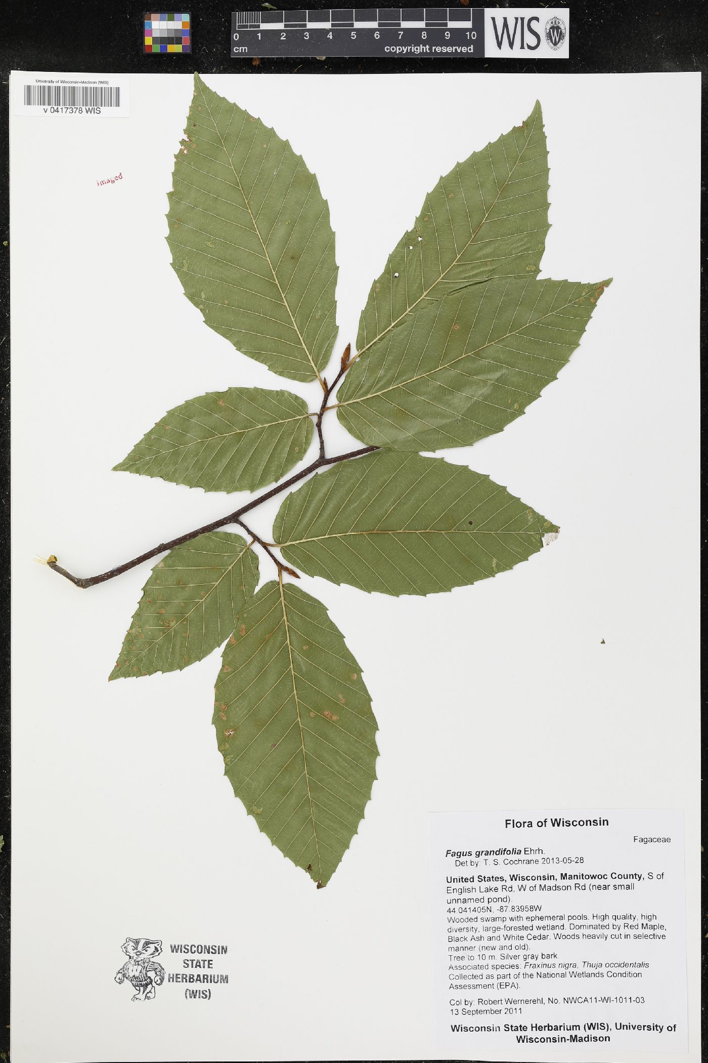 Fagus grandifolia image