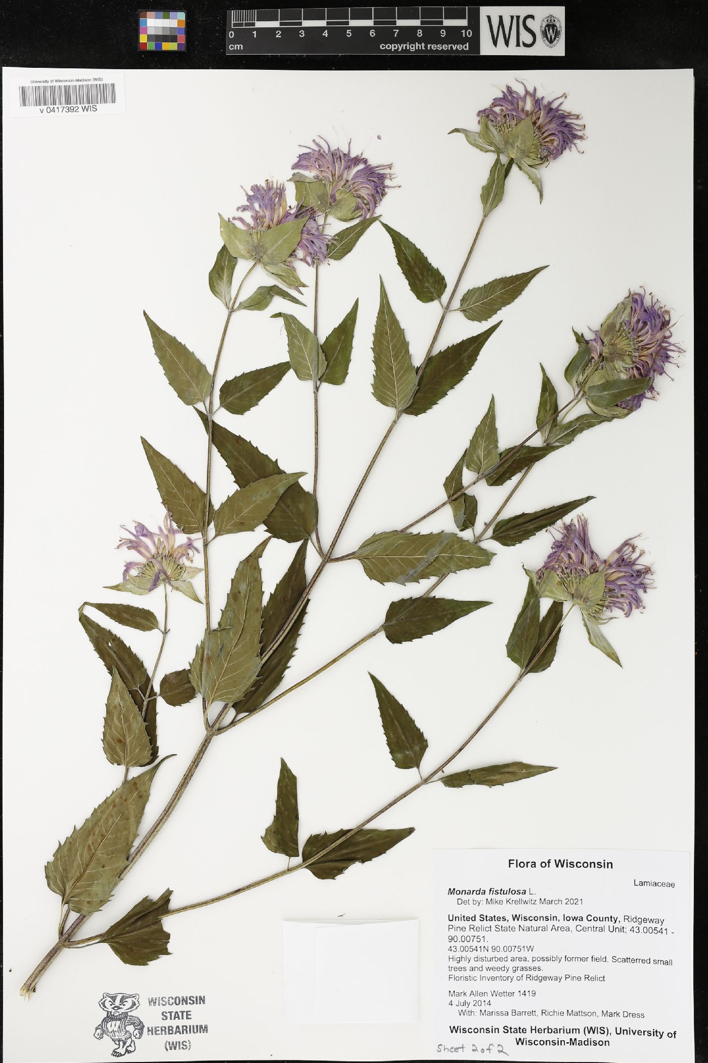 Monarda fistulosa image