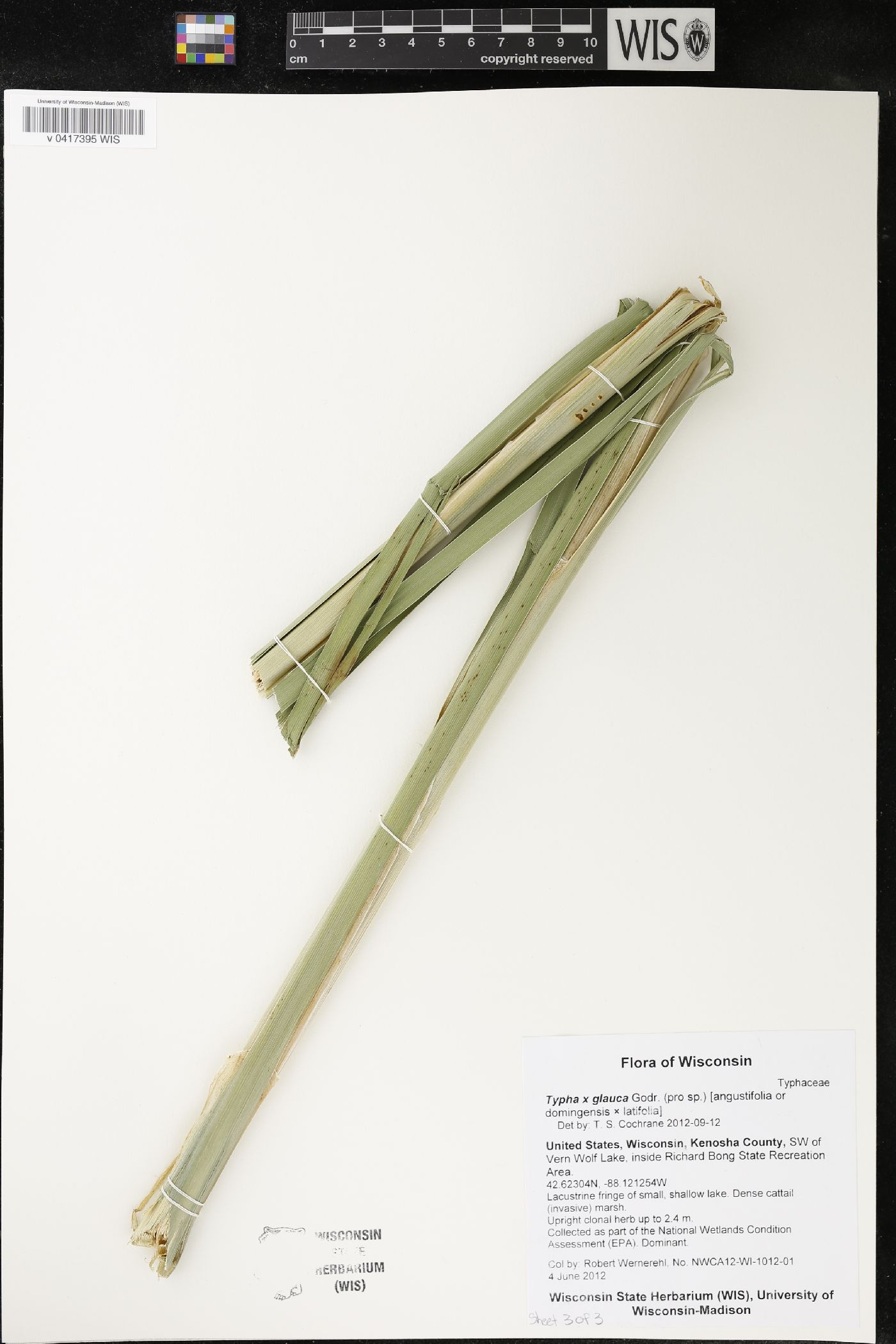 Typha X glauca image