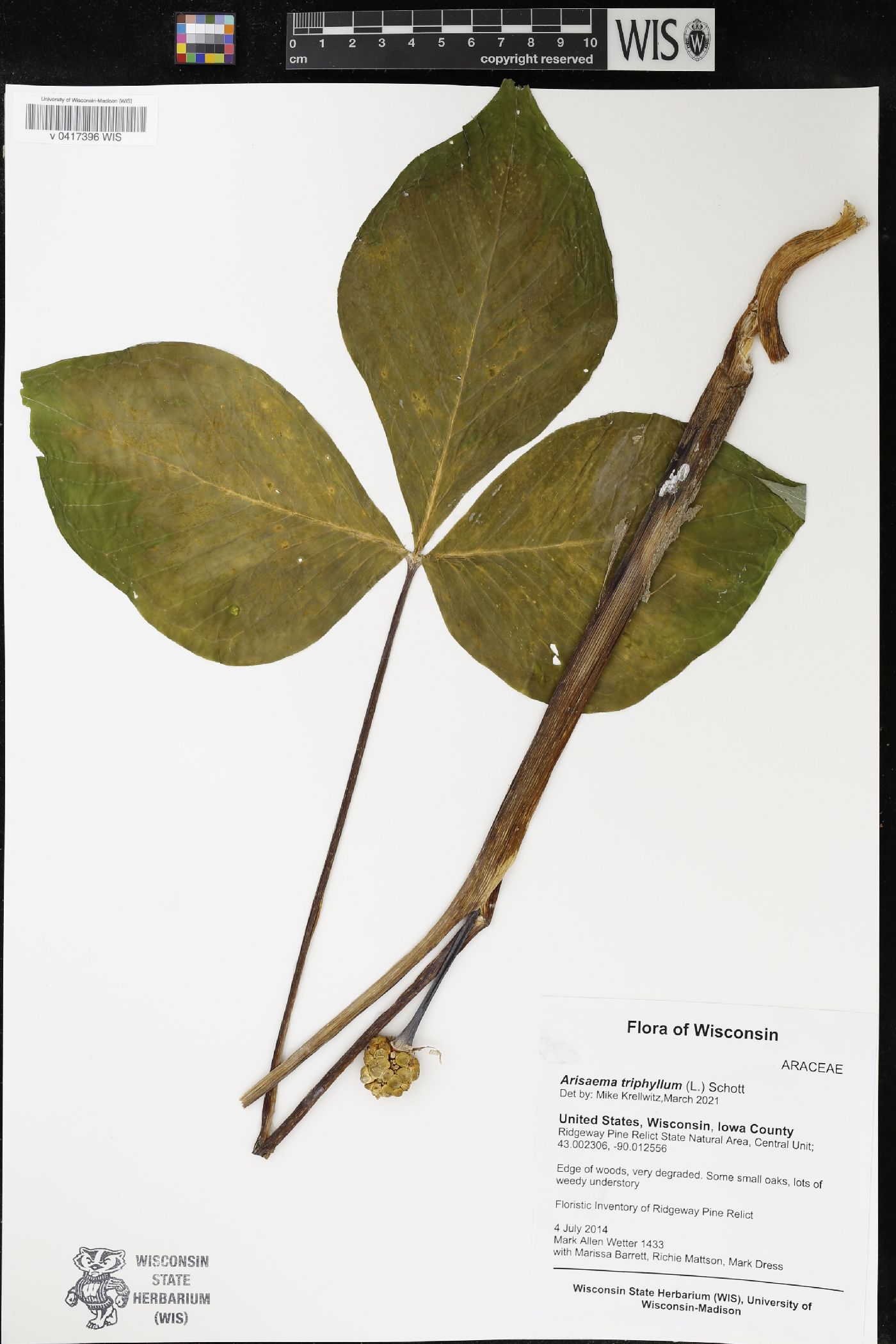 Arisaema triphyllum image