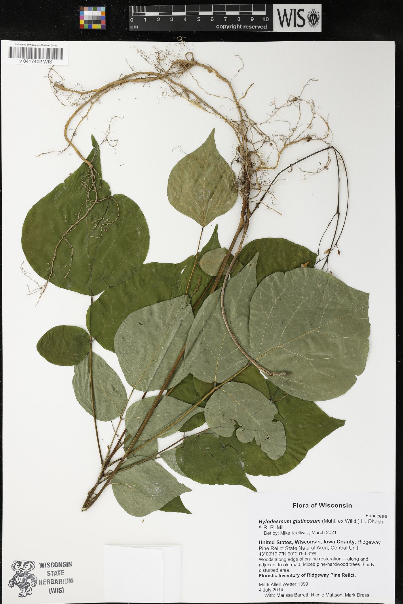 Hylodesmum glutinosum image