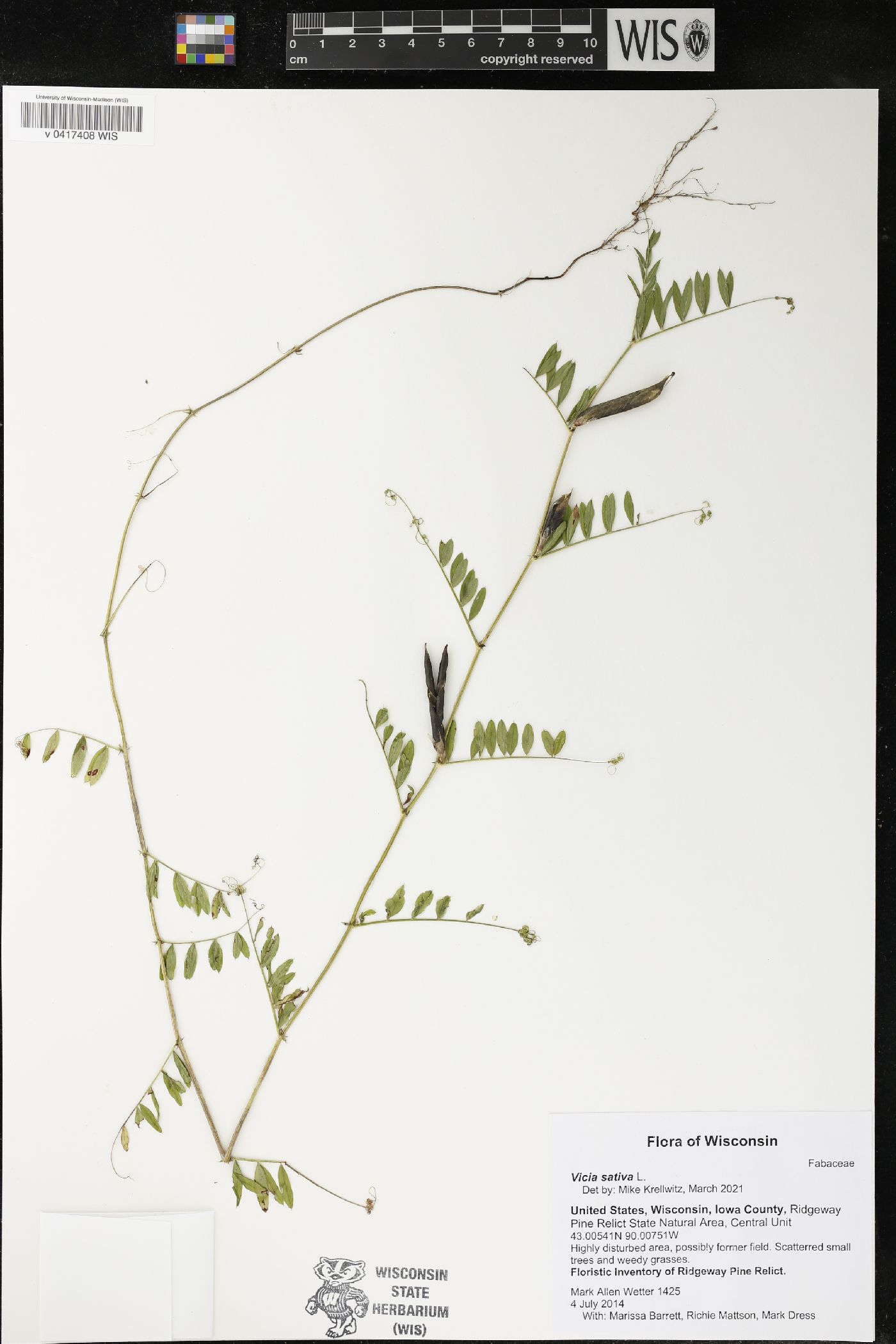 Vicia sativa image