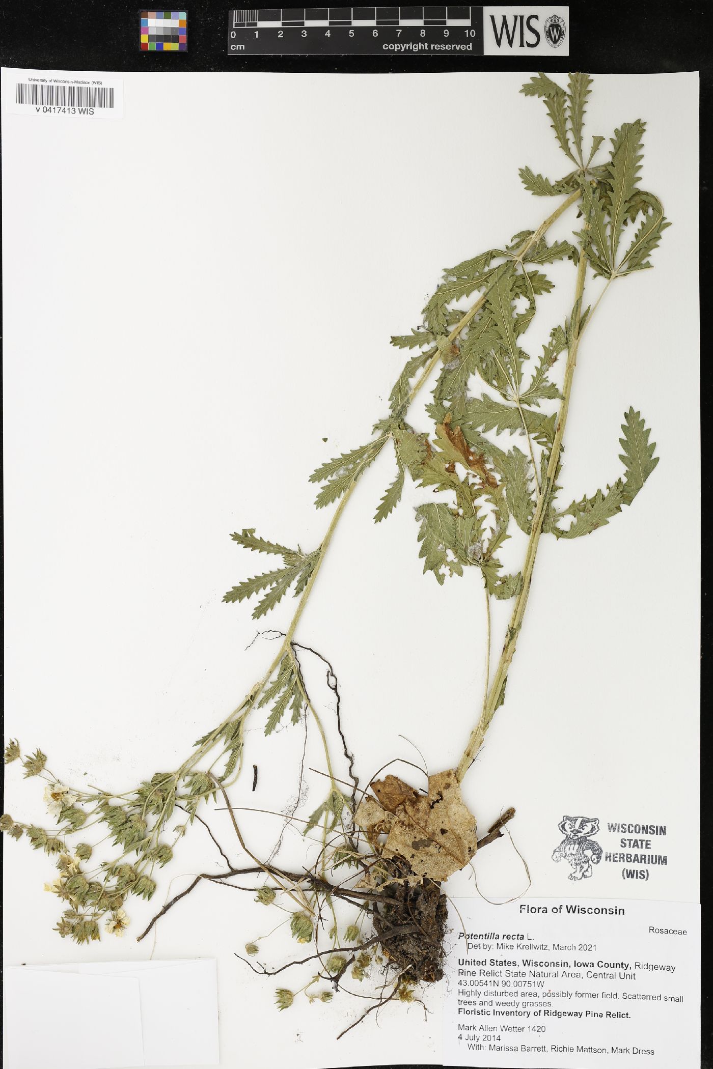 Potentilla recta image