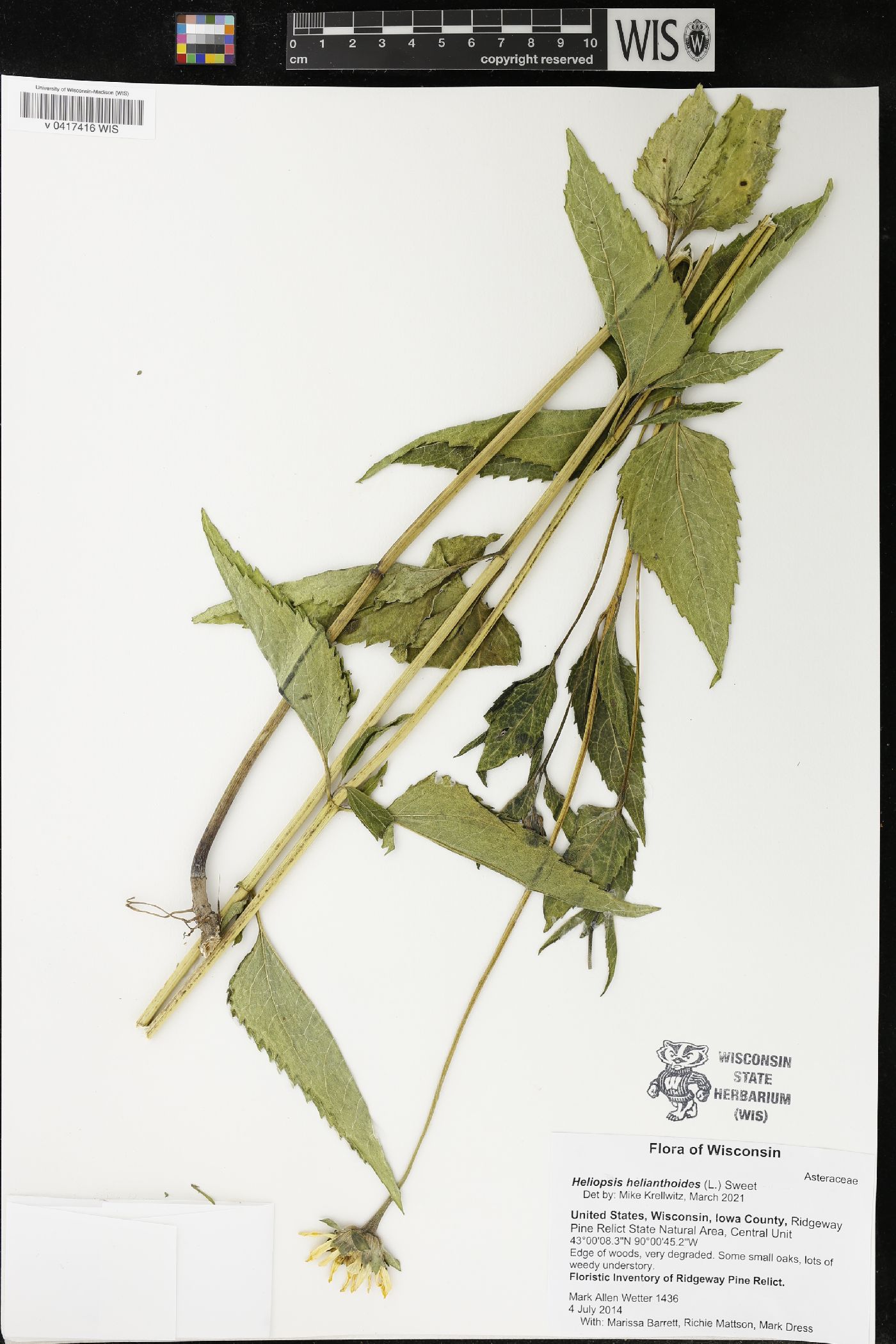 Heliopsis helianthoides image