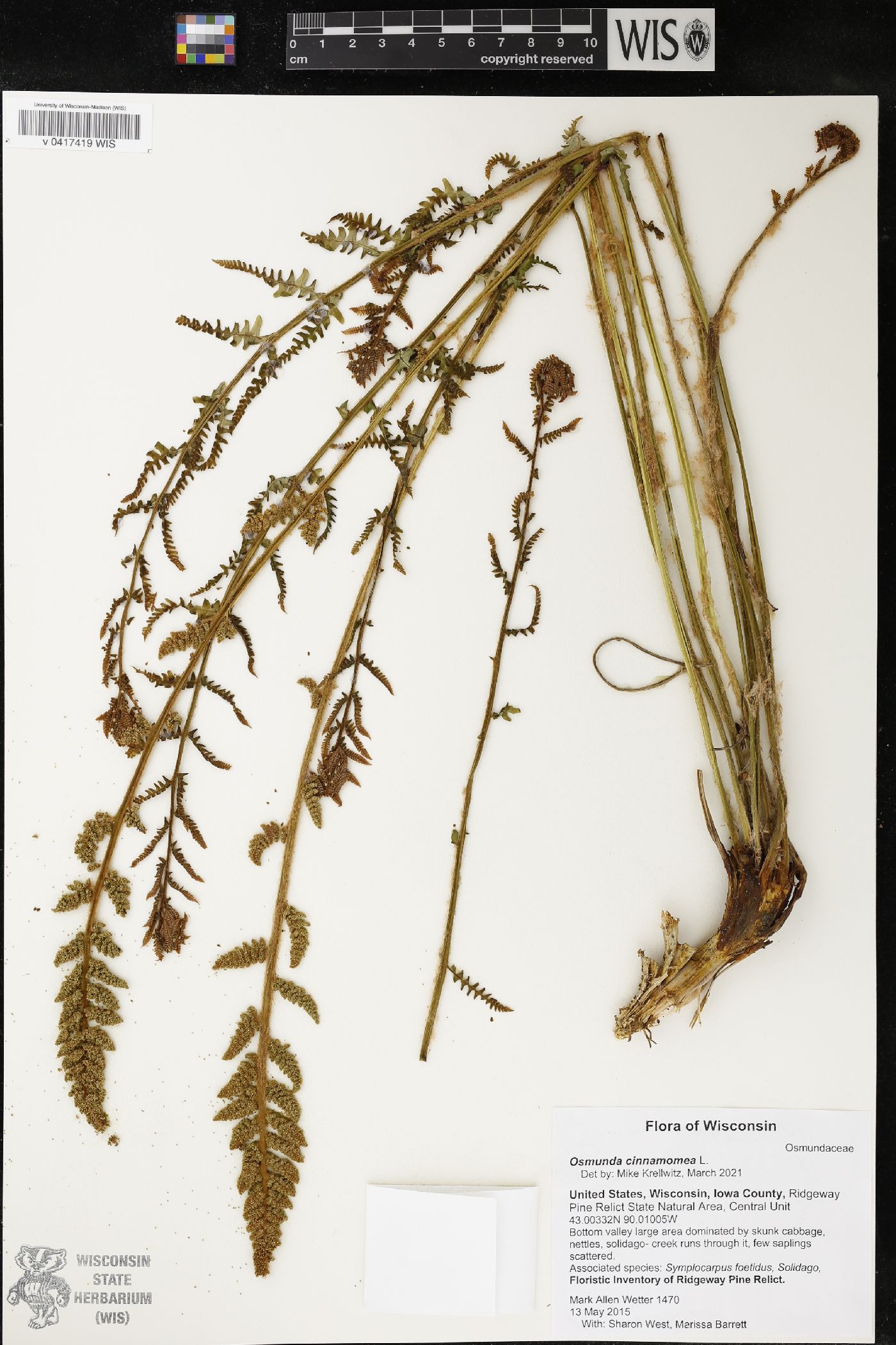 Osmunda cinnamomea image