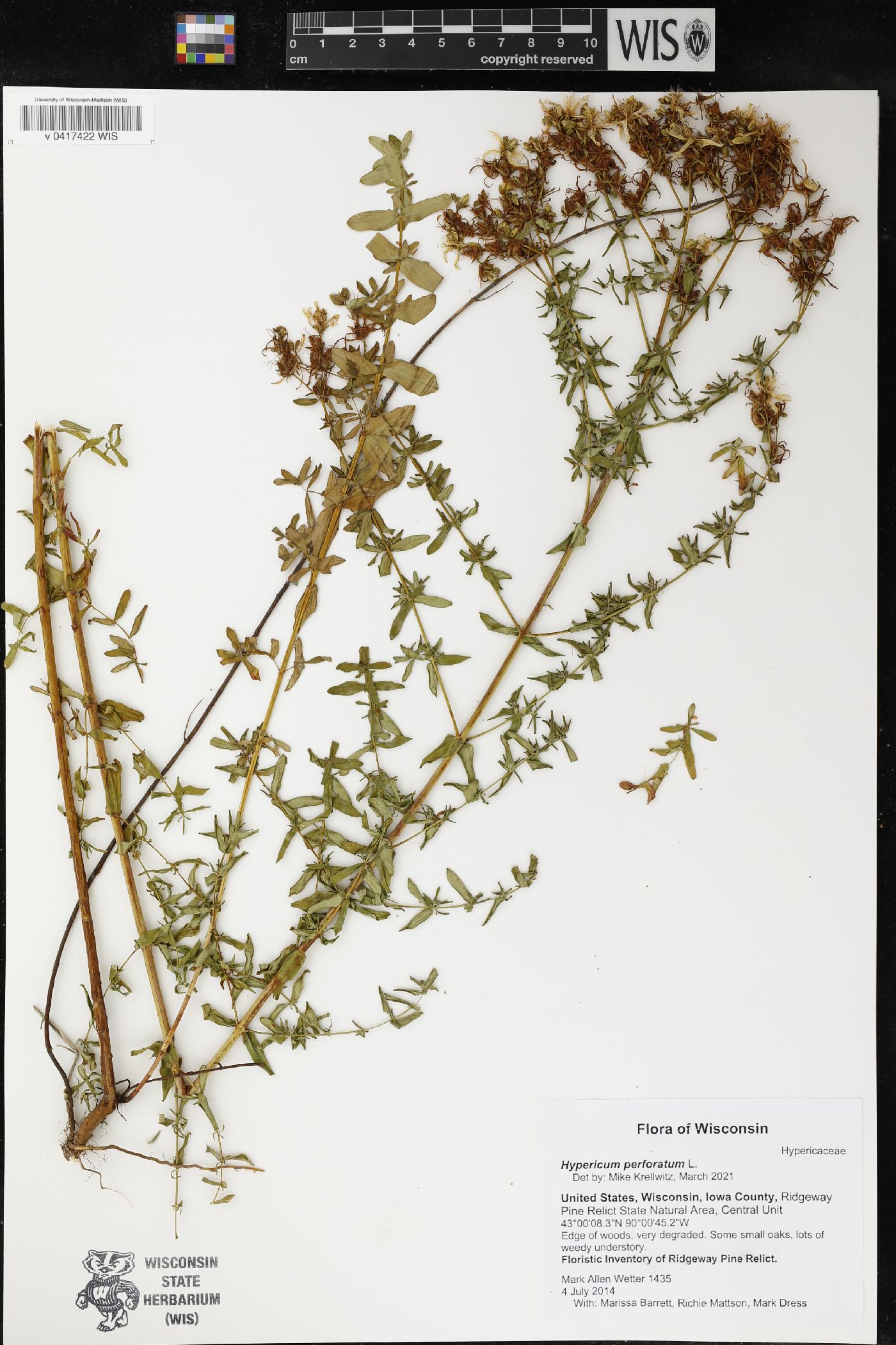 Hypericum perforatum image