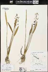 Sagittaria ambigua image