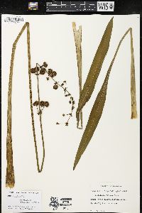 Sagittaria falcata image