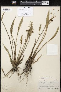 Sagittaria graminea image