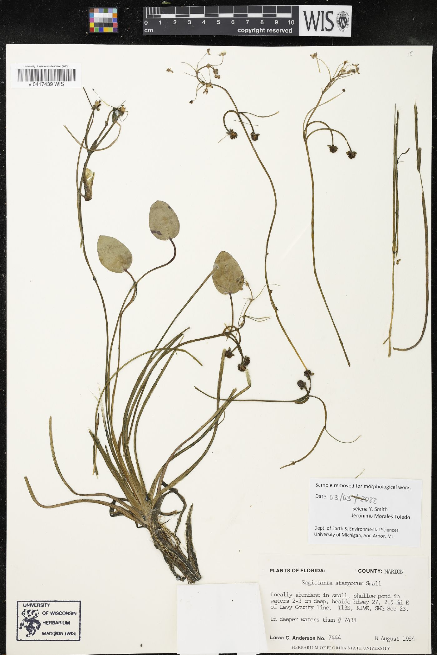 Sagittaria stagnorum image