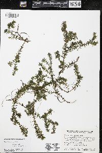 Elodea canadensis image