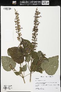 Salvia longispicata image